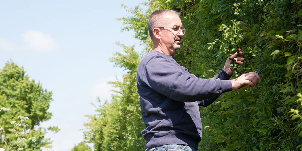 La Recette Traditionnelle du Vin d'Epine : le ramassage